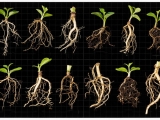 植物根系的研究方法及工具